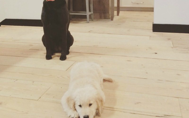 gus-indy